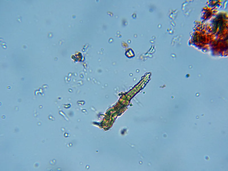 Amylostereum laevigatum 10 - Cistidio-002